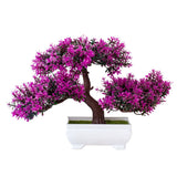 Bonsai potted plants - Home & beyond co