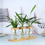 Indoor Green Plant Decoration Glass Bottle For Hydroponic Plants - Home & beyond co